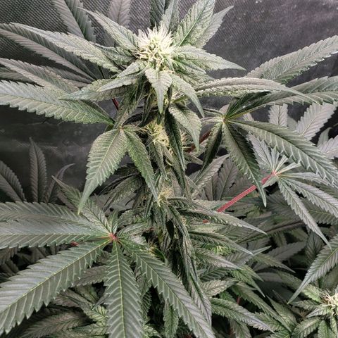 SB3.7 growlog timeline photo
