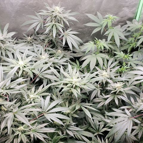 SB3.7 growlog timeline photo