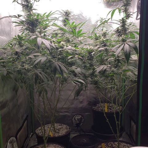 SB3.7 growlog timeline photo
