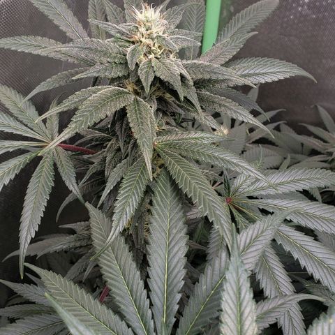 SB3.7 growlog timeline photo