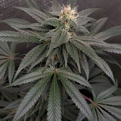 SB3.7 growlog timeline photo