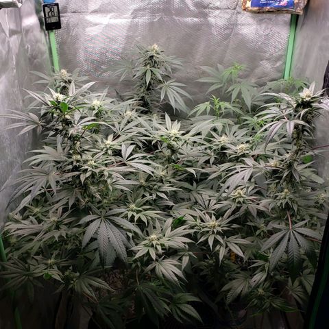 SB3.7 growlog timeline photo