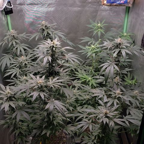 SB3.7 growlog timeline photo