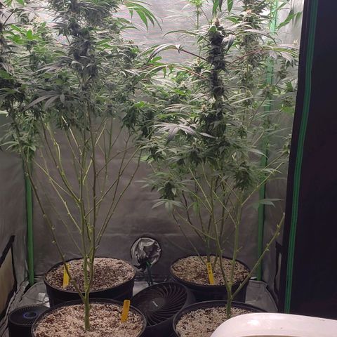 SB3.7 growlog timeline photo