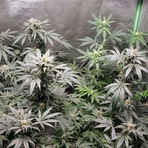 SB3.7 growlog timeline photo