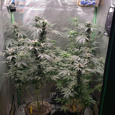 SB3.7 growlog timeline photo
