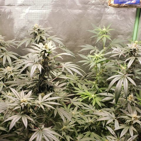 SB3.7 growlog timeline photo