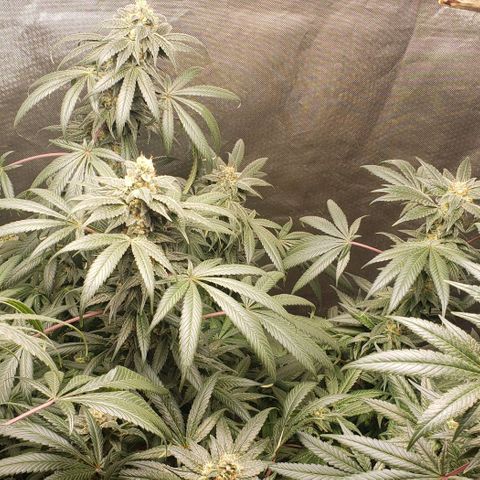 SB3.7 growlog timeline photo
