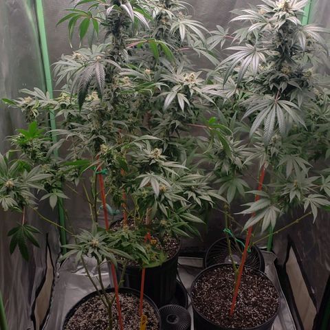 SB3.7 growlog timeline photo