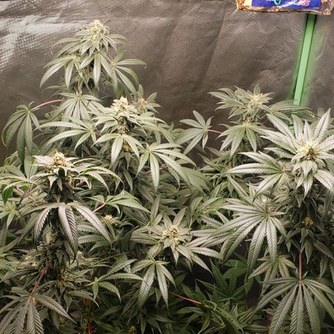 SB3.7 growlog timeline photo