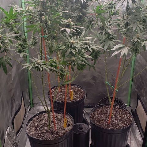 SB3.7 growlog timeline photo