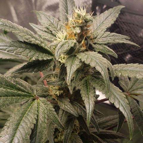 SB3.7 growlog timeline photo
