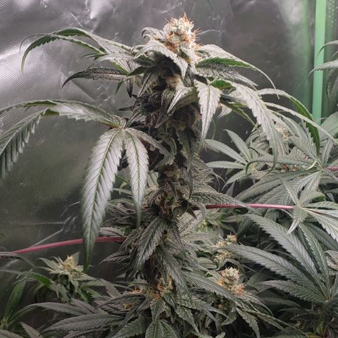 SB3.7 growlog timeline photo