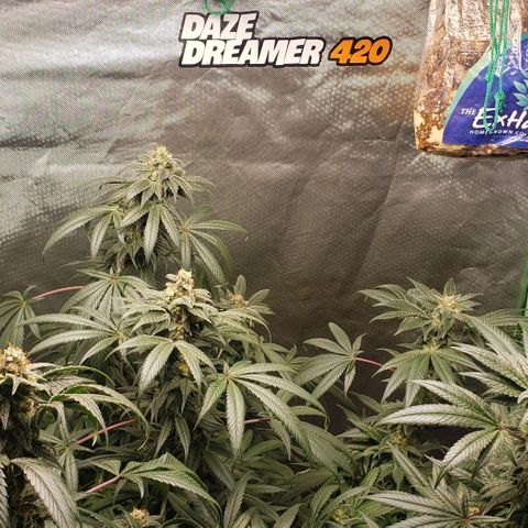 SB3.7 growlog timeline photo