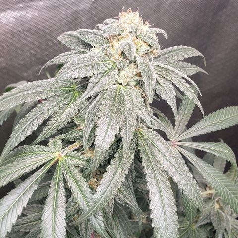 SB3.7 growlog timeline photo