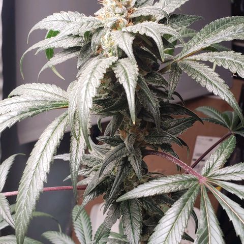 SB3.7 growlog timeline photo