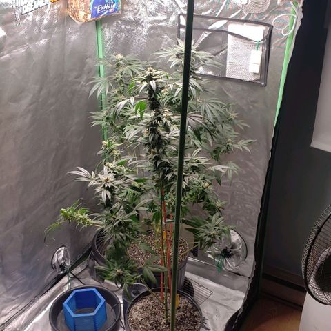 SB3.7 growlog timeline photo