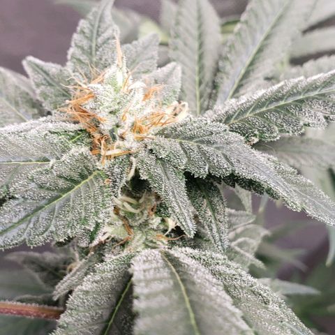SB3.7 growlog timeline photo