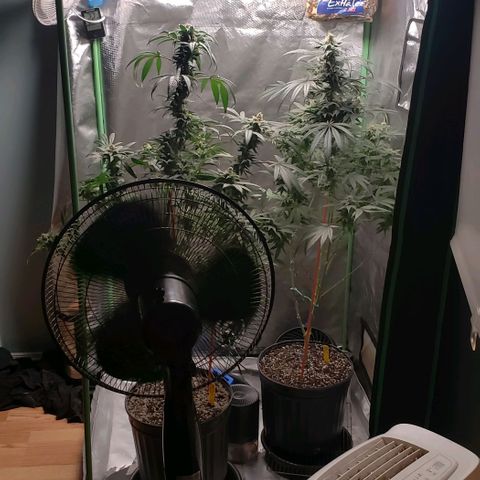 SB3.7 growlog timeline photo