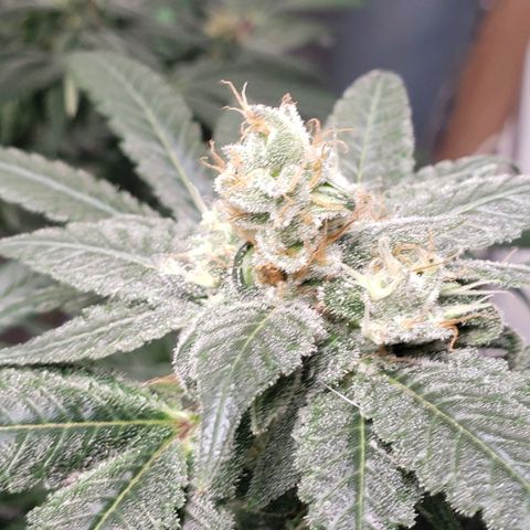 SB3.7 growlog timeline photo
