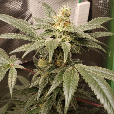 SB3.7 growlog timeline photo