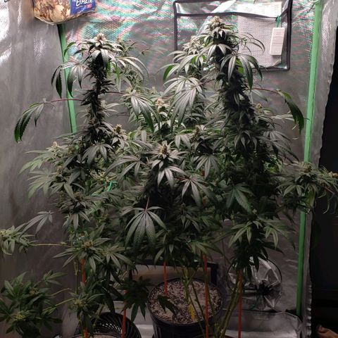 SB3.7 growlog timeline photo
