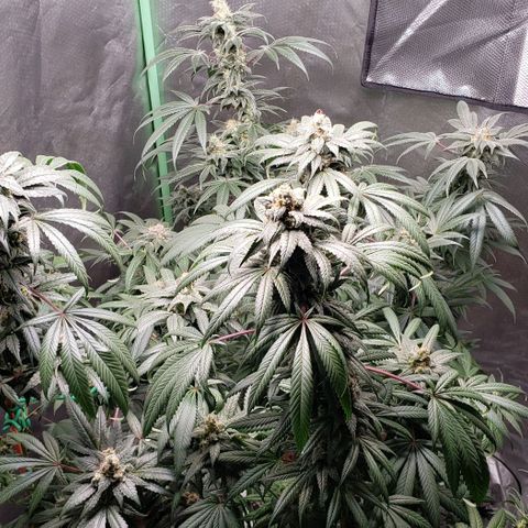 SB3.7 growlog timeline photo