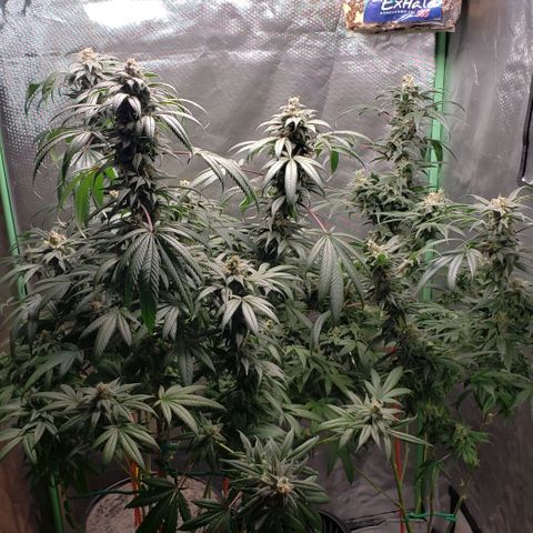 SB3.7 growlog timeline photo