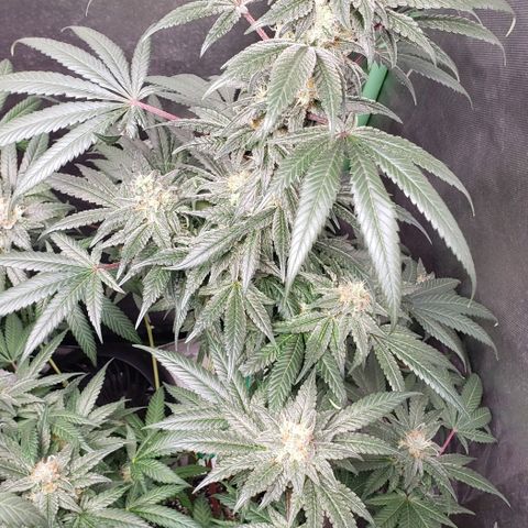 SB3.7 growlog timeline photo