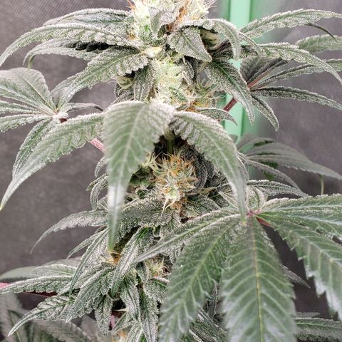 SB3.7 growlog timeline photo