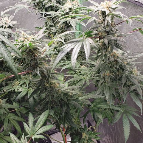 SB3.7 growlog timeline photo