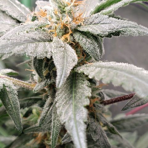 SB3.7 growlog timeline photo