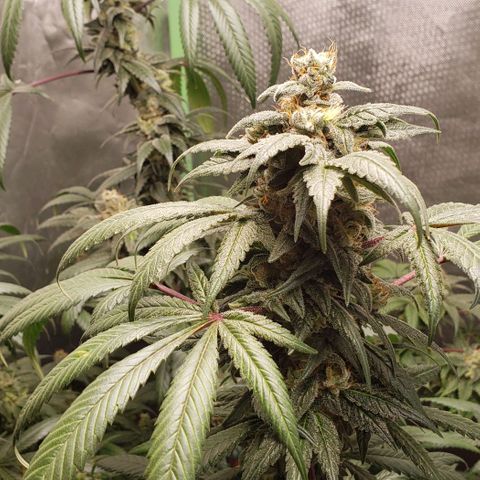 SB3.7 growlog timeline photo