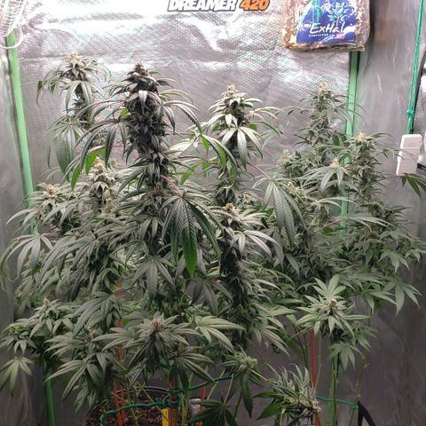 SB3.7 growlog timeline photo