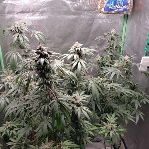 SB3.7 growlog timeline photo