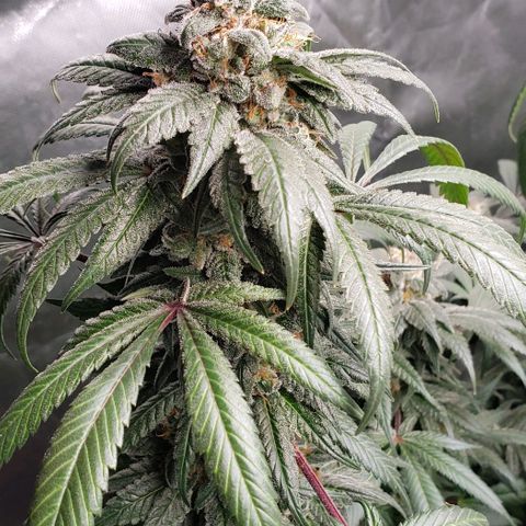 SB3.7 growlog timeline photo