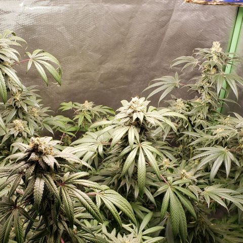 SB3.7 growlog timeline photo