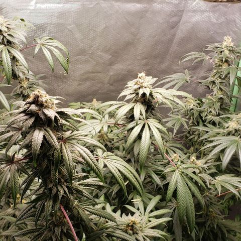 SB3.7 growlog timeline photo