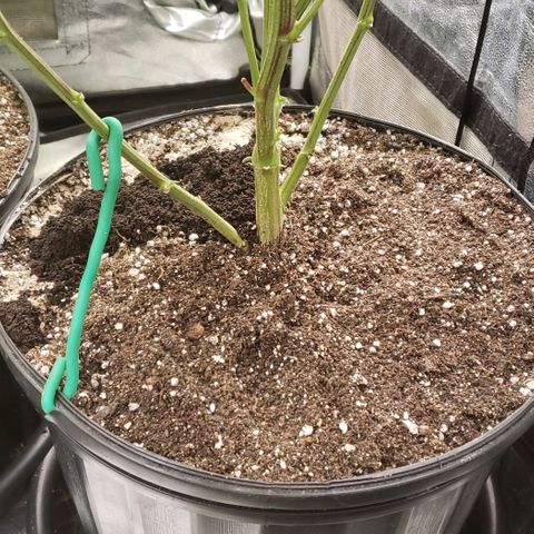 SB3.7 growlog timeline photo