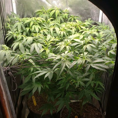 SB3.7 growlog timeline photo