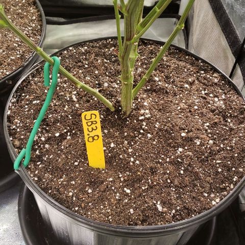 SB3.7 growlog timeline photo