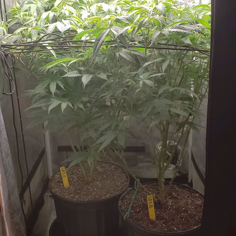SB3.7 growlog timeline photo