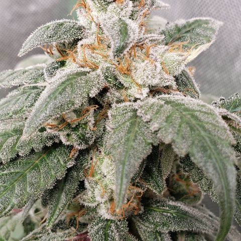 SB3.7 growlog timeline photo