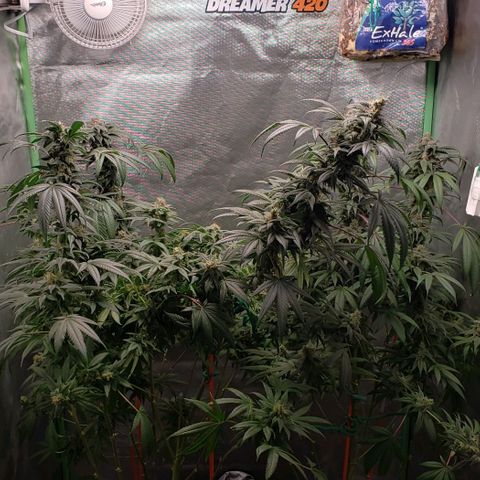SB3.7 growlog timeline photo