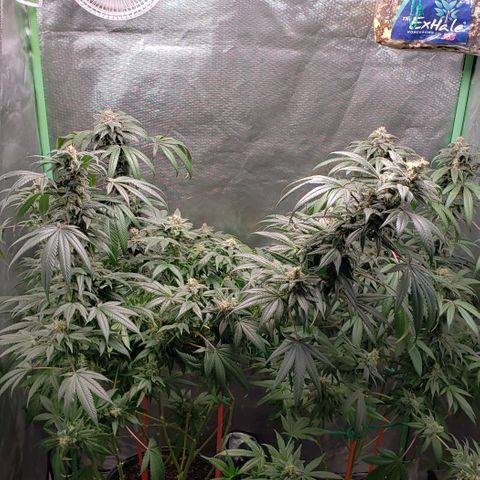 SB3.7 growlog timeline photo