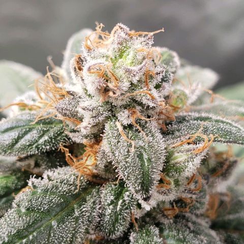 SB3.7 growlog timeline photo