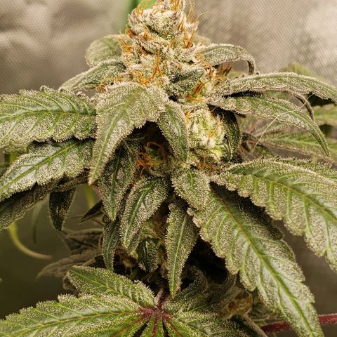 SB3.7 growlog timeline photo