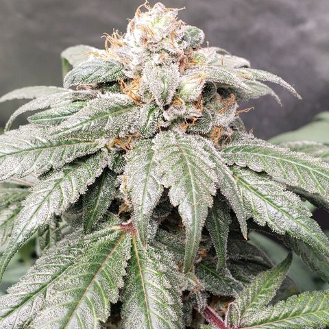 SB3.7 growlog timeline photo