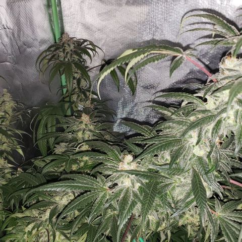 SB3.7 growlog timeline photo