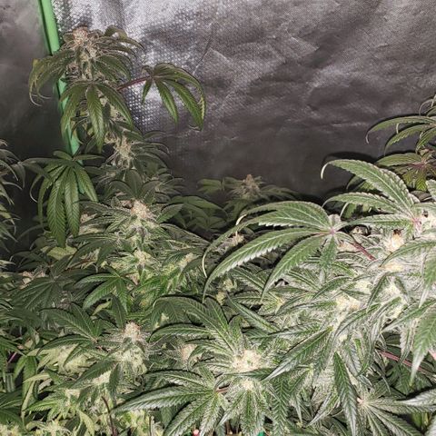 SB3.7 growlog timeline photo